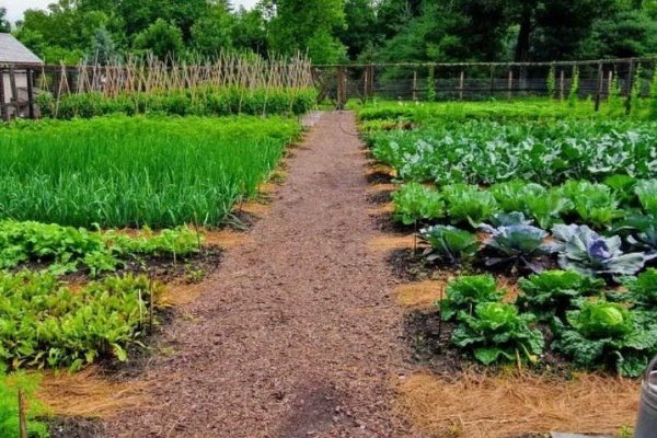 Что еще не поздно посадить на огороде в середине июля: зелень, овощи, бобовые