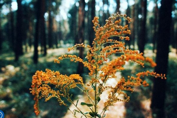 Праздники и народные приметы 13 августа — почему сегодня нельзя использовать две подушки для сна