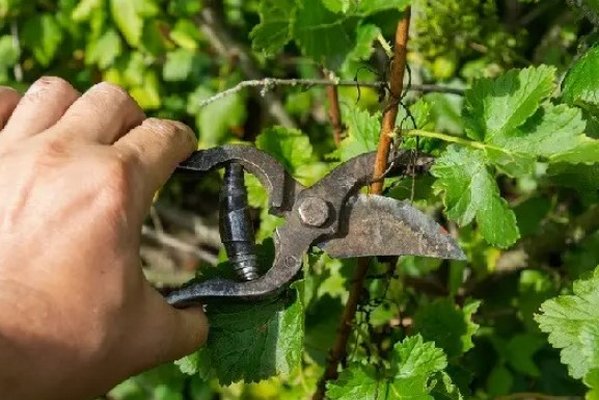 Популярный ягодный кустарник просто засыплет вас урожаем, если успеете его обрезать в эти сроки