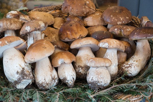Из каких грибов никогда нельзя варить суп - они выделяют яд прямо в бульон