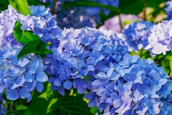 Как правильно сажать гортензию весной: пошаговое руководство