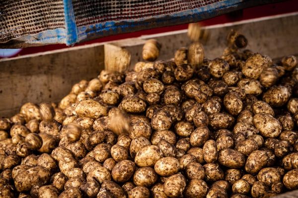 Секрет из погреба: как одно яблоко сохранит ваш картофель до весны