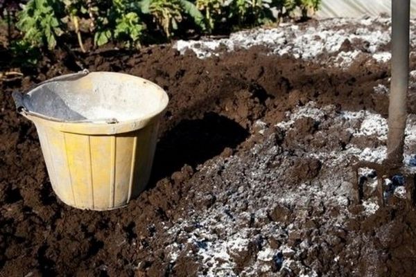 Известкование почвы осенью: как, когда и зачем посыпать грядки известью