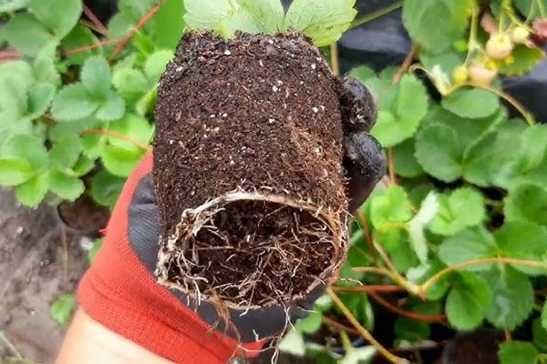 Секреты посадки клубники из стаканчиков: 100% приживаемость с первого раза