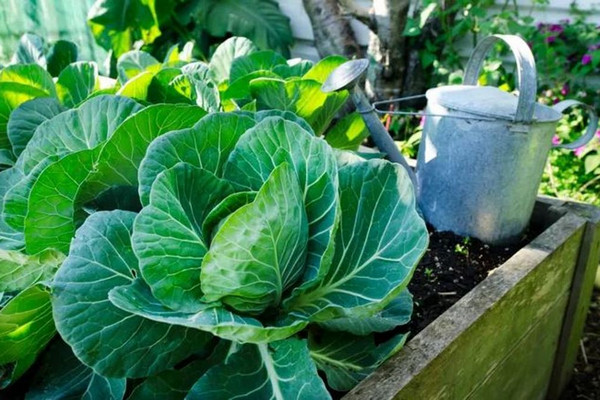 Поливать ли капусту в сентябре: ответ бывалого агронома