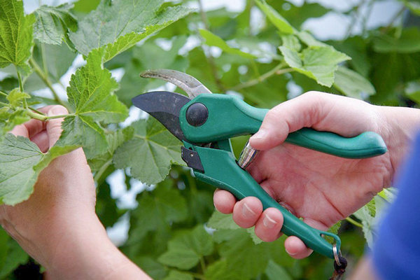 Секреты осенней обрезки смородины: как определить старые ветки