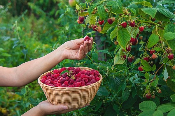 Крупная малина: как получить богатый урожай