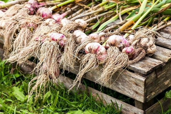 Секретный укоренитель из чеснока: корни растут на глазах!