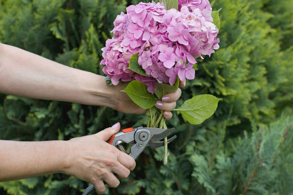 Укоренение гортензии осенью: как получить два саженца из одной веточки