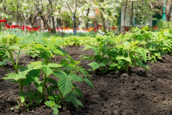 Посадка малины весной: пошаговая инструкция для большого урожая
