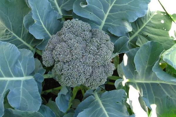 Гигантская брокколи: простой секрет большого урожая с помощью средства с кухни