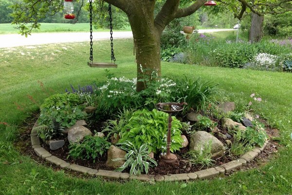 Как посадить цветы в приствольных кругах: простой способ повысить урожай