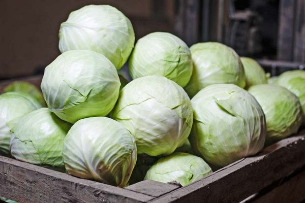 Два лайфхака для хранения капусты: как сохранить урожай свежим дольше 9 месяцев