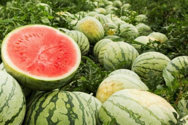 Когда сажать арбузы на рассаду в 2026 году: точные даты для юга и центра Украины