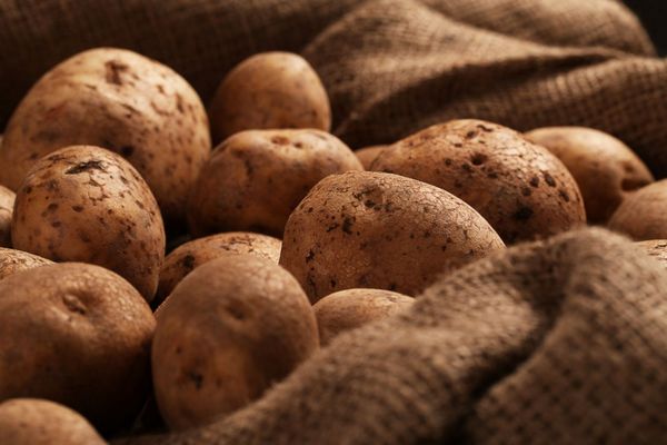 Секрет погреба: Какую «одну веточку» нужно положить на картофель, чтобы он не прорастал всю зиму