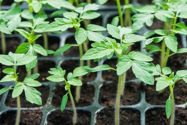 Прощай, рассада: Три способа посева томатов под зиму для урожая без хлопот на окнах