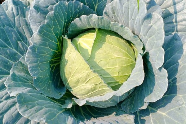 3 недели без воды: когда осенью 2025 прекратить полив капусты, чтобы она не трескалась