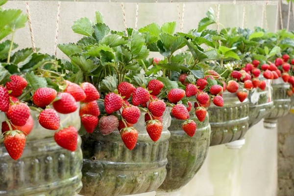 40 минут осенью — ведра клубники летом: Секретный осенний уход за ягодой