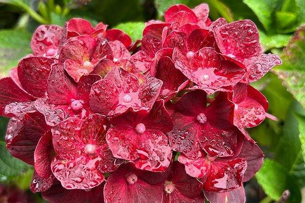 Одна ошибка, которая губит гортензию: почему нельзя вносить удобрения осенью