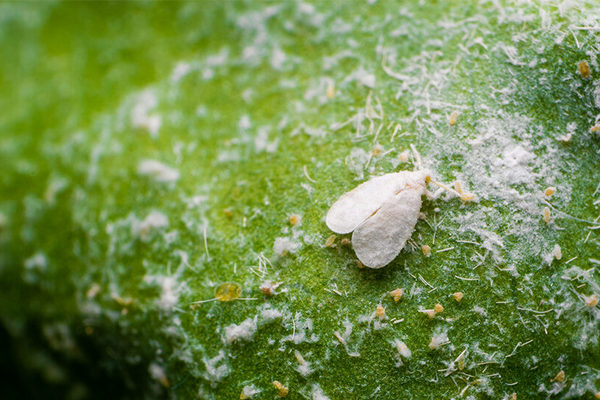 10 минут, 5 действий: Как быстро смыть белокрылку с растений мыльным раствором