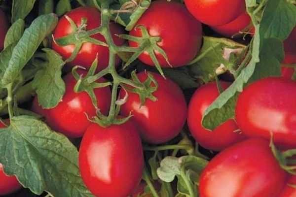 Только не эти: 3 сорта томатов, которые не стоит сажать в Украине из-за климата и болезней