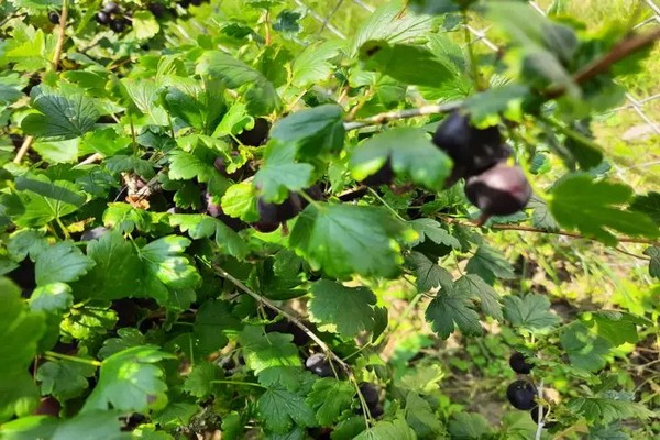 Урожая не будет: 3 растения, которые нельзя сажать возле смородины (Список конкурентов и токсинов)