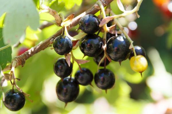 Смородина размером с виноград: Единственный осенний подарок, который превратит куст в гиганта