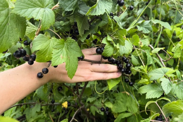 Двойной урожай крыжовника в 2026 году: Секреты осенней подкормки до 31 октября.