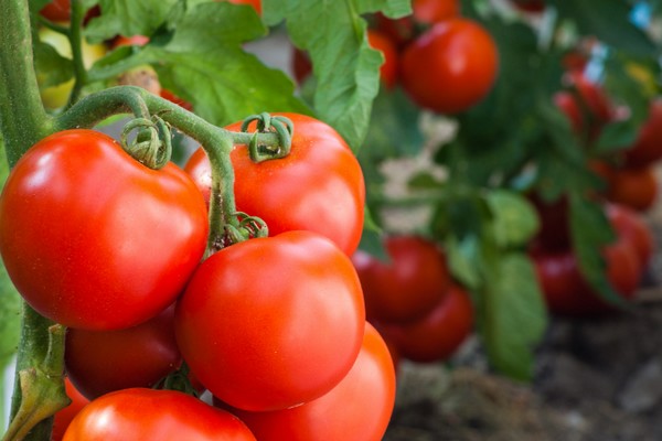 17 кг с квадратного метра: Секрет высокой урожайности томатов «Монгольский карлик» в степных зонах