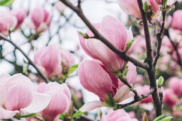 Месть за обрезку: Семь растений, которые нельзя трогать секатором в ноябре