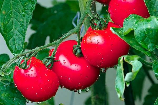 Томат «Розовая жемчужина»: карликовый со...