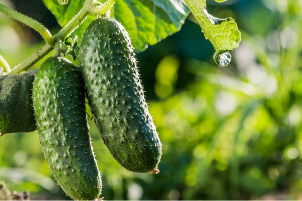 Урожай 10 огурцов в неделю: раскрыт секрет одного утреннего действия для огурцов на подоконнике