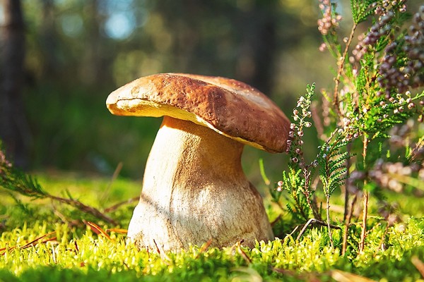 Белый гриб — миф: Почему он не вырастет на участке, и как начать выращивание вешенок за 1 сезон