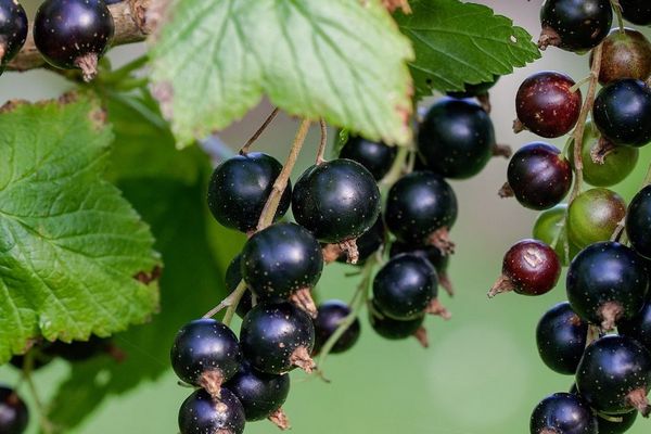 Секрет большого урожая: 5 лет использую эту пудру для смородины — ягоды крупные, а вредители исчезли