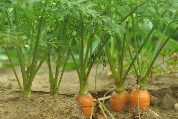 Естественный репеллент: как лук защищает морковь от вредителей, гарантируя урожай до 700 граммов