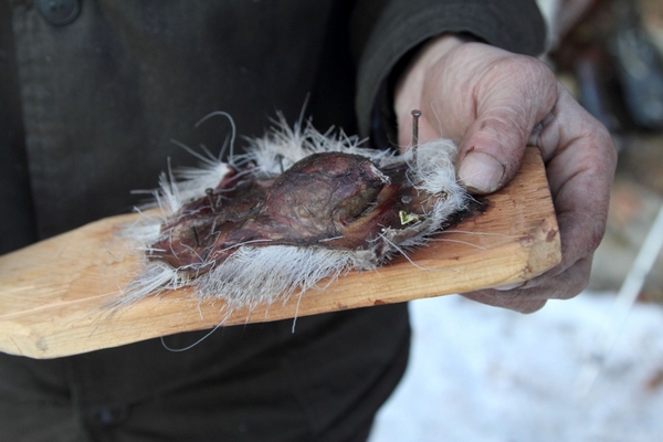 Струя кабарги: преимущества и полезные свойства