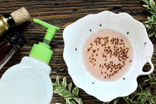 Мошки в квартире зимой: простая и безопасная ловушка с уксусом, которая работает за 24 часа