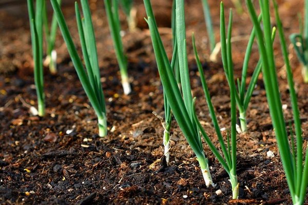 Секрет огородников: смесь из кухни, которая ускоряет всходы семян лука на 5 дней