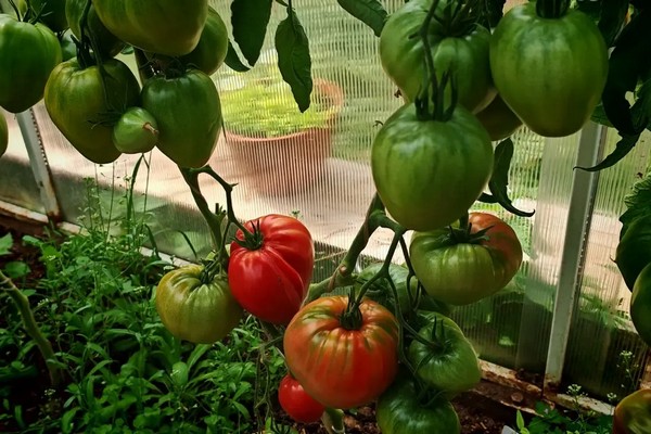 Хит 2025: Сорт томатов, который «штампует» урожай и покорил огородников Одесской области