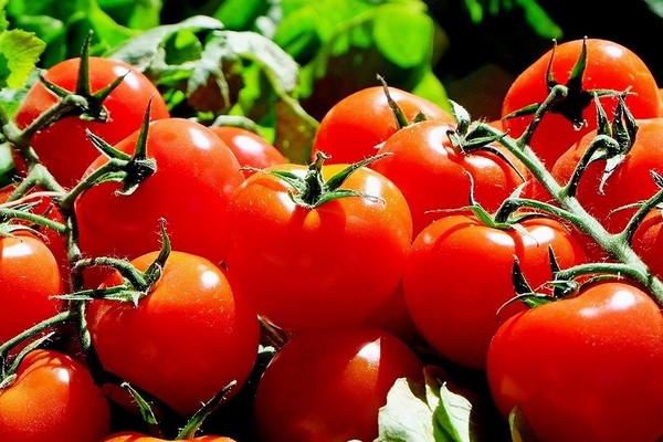 Рекордный урожай томатов: Топ-5 самых урожайных сортов для открытого грунта и теплиц