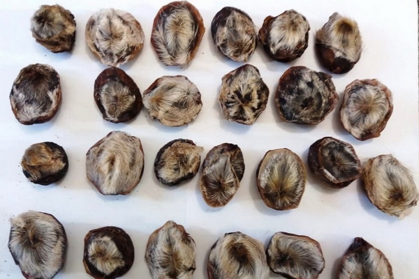 Струя кабарги: преимущества и полезные свойства