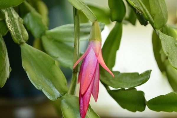 Профессиональный секрет: Монофосфат калия – порошок, который гарантирует пышное цветение Декабриста