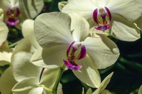 Секрет стимуляции: 1 столовая ложка раствора янтарной кислоты — и орхидея выпустит новые стрелки