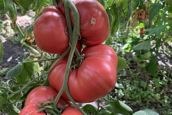 Король летнего стола: самый сладкий и мясистый сорт томатов-гигантов для идеальных салатов