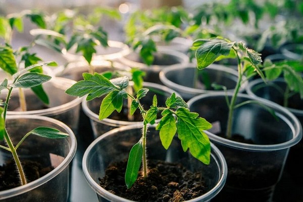 Секрет мощной рассады: как 1 капля йода и ложка меда превращают хилые томаты в гигантов за 3 дня