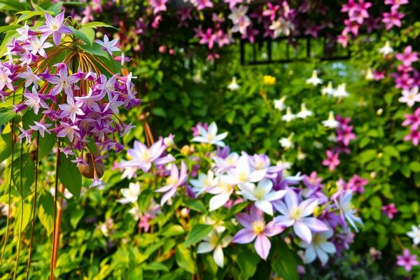 Клематиси для саду — вибір сорту, посадка та догляд