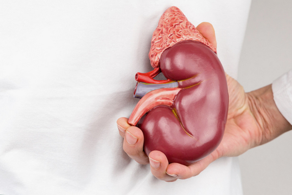 7 скрытых сигналов: как распознать болезни почек на ранней стадии