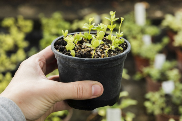 Цветочный марафон 2026: что посеять в январе, чтобы клумба цвела на 3 месяца дольше соседей