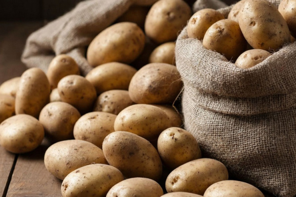 Урожай до 800 кг с сотки: секрет выращивания идеального картофеля в 2026 году