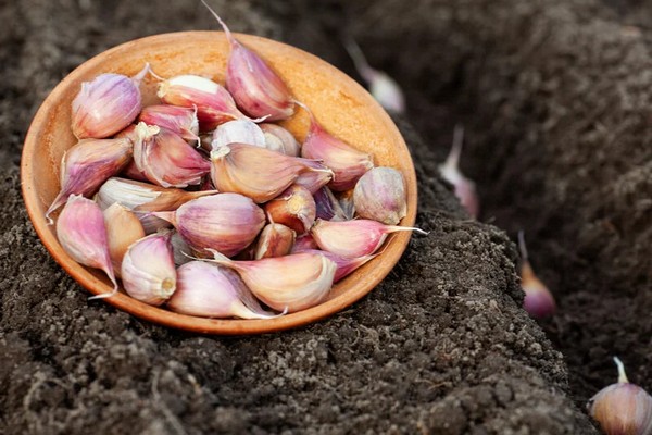 Рекордный урожай озимого чеснока: секрет сорта, который дает до 12 крупных зубчиков